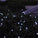 Solar LED String Lights (100 count)